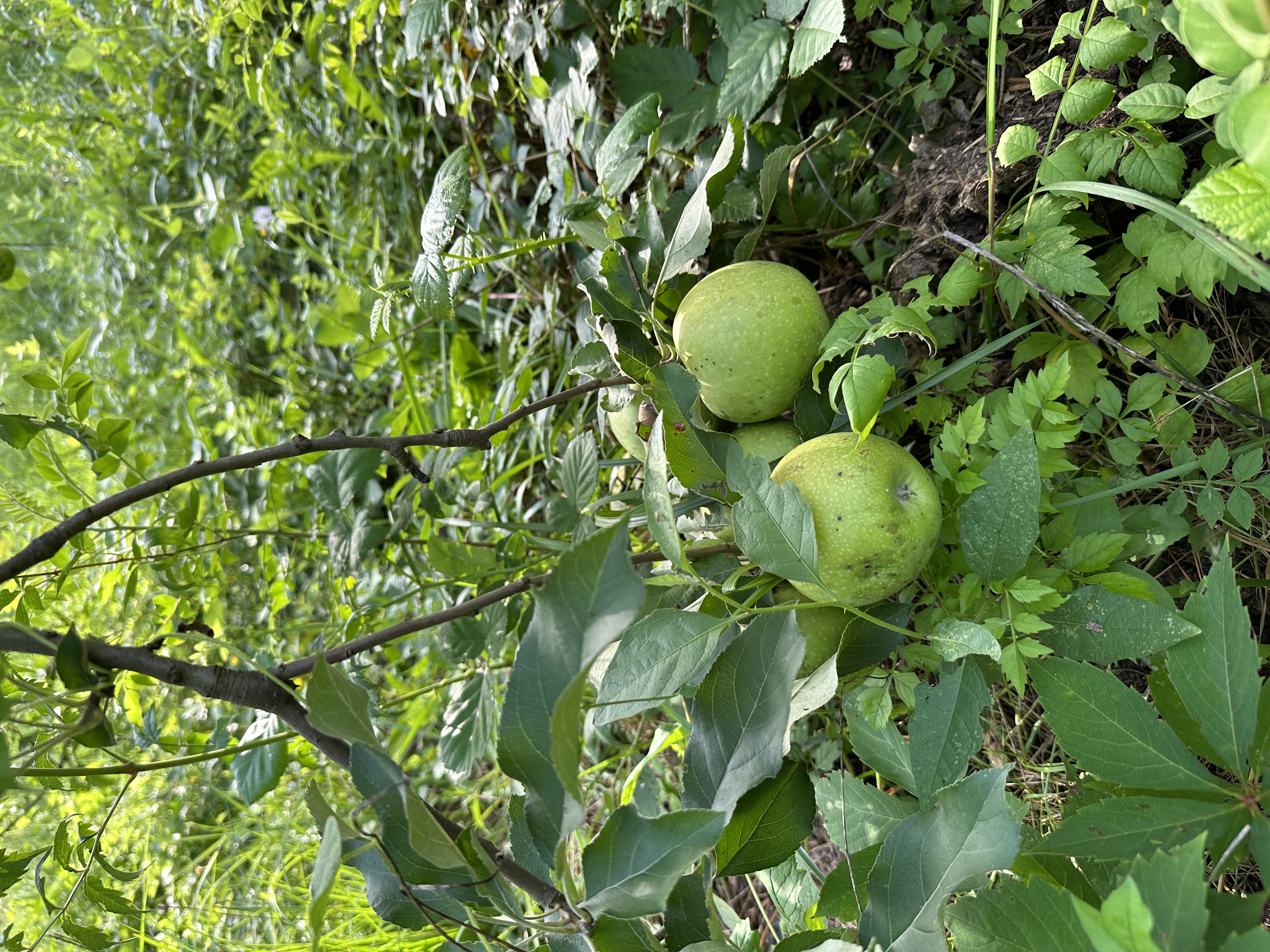 Pears Apples